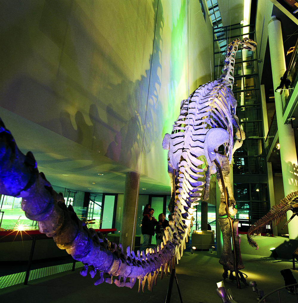 Naturalis-camarasaurus